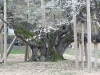 淡墨桜　巨木