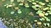関市　モネの池