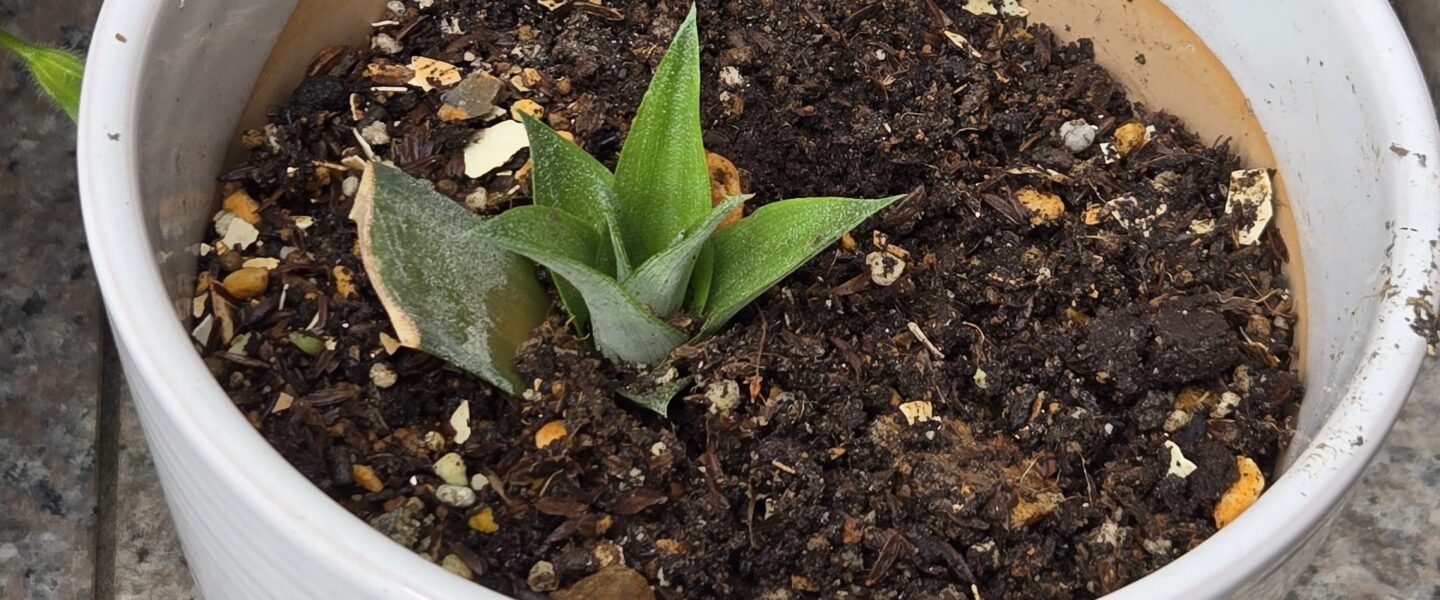 パインナップルの育て