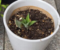 パインナップルの育て