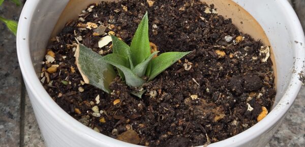 パインナップルの育て