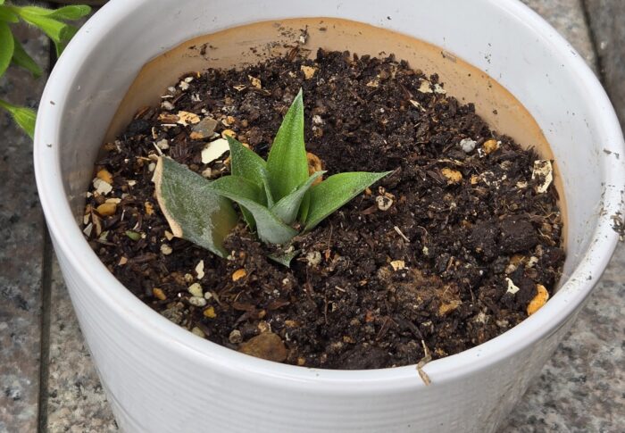 パインナップルの育て