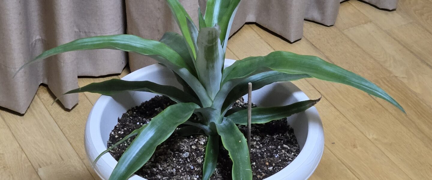 ８ケ月後のパイナップル