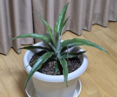 ８ケ月後のパイナップル