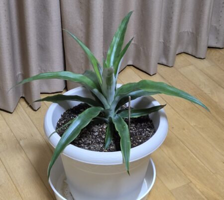 ８ケ月後のパイナップル