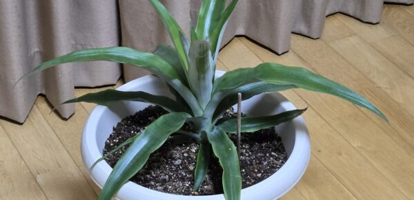 ８ケ月後のパイナップル