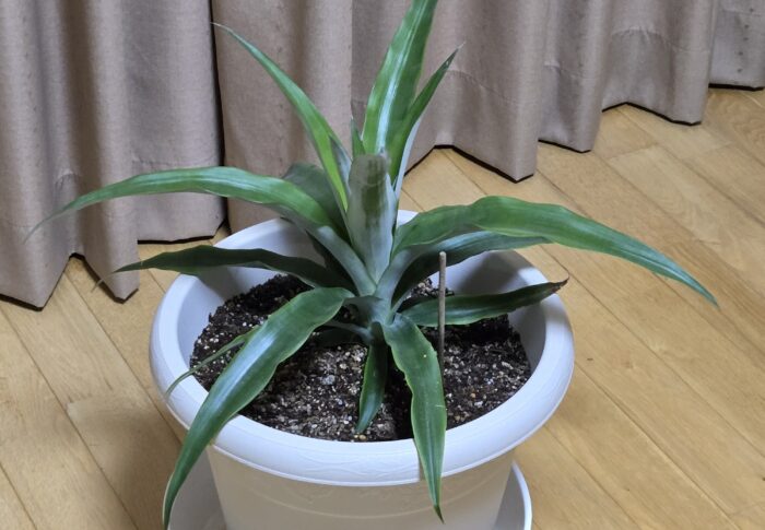 ８ケ月後のパイナップル